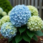 Hortensia aux fleurs devenant vertes dans un jardin d'été, illustration des changements de couleur anormaux